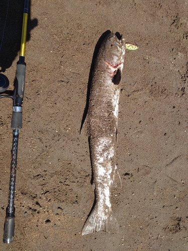 アメマスの釣果