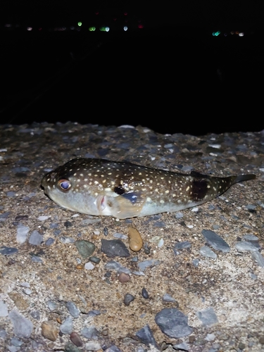 クサフグの釣果