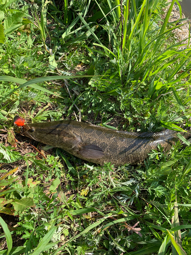 ライギョの釣果