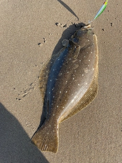 ヒラメの釣果