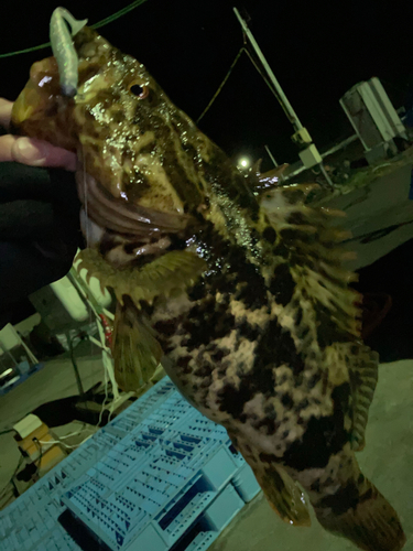 ベッコウゾイの釣果