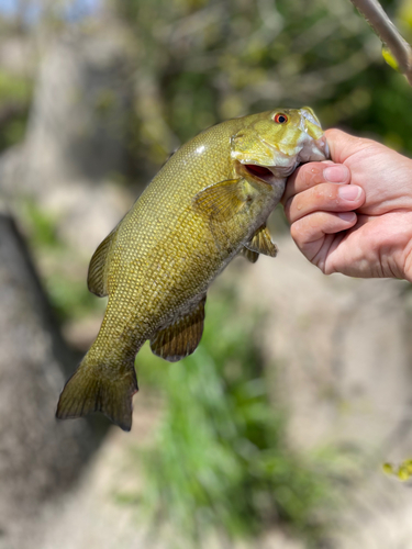 スモールマウスバスの釣果