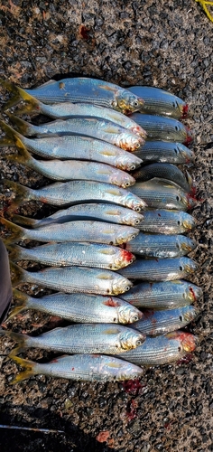 コノシロの釣果