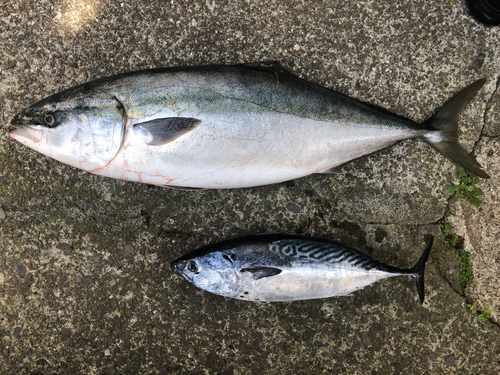 スマの釣果