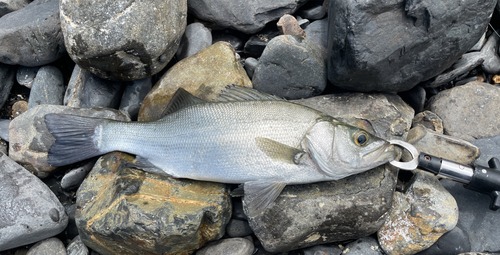 ヒラスズキの釣果