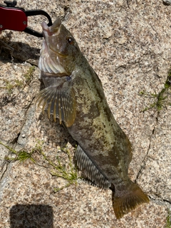 アイナメの釣果