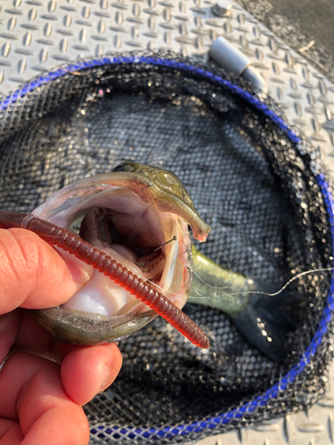 ブラックバスの釣果