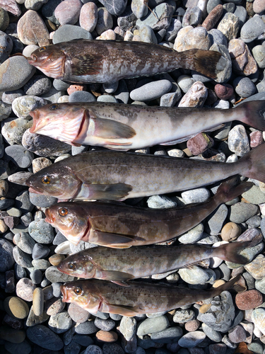 ホッケの釣果