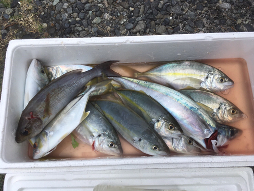 シマアジの釣果