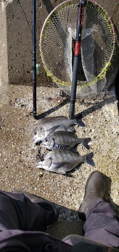クロダイの釣果