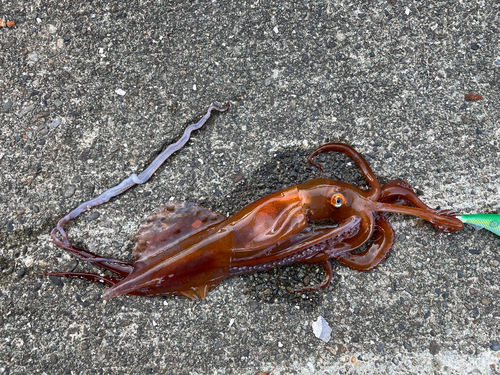 イカの釣果