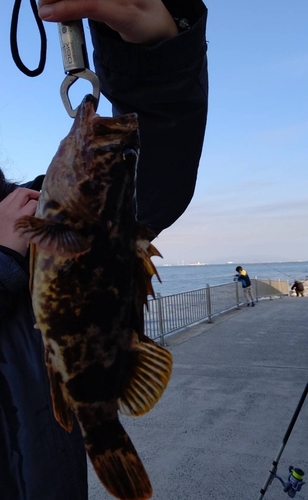 タケノコメバルの釣果