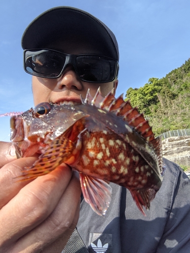 カサゴの釣果