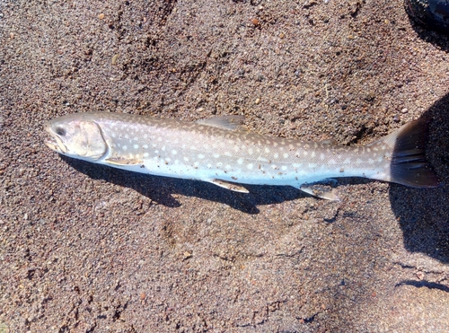 アメマスの釣果