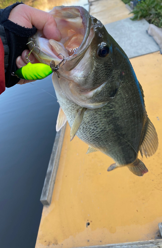 ブラックバスの釣果