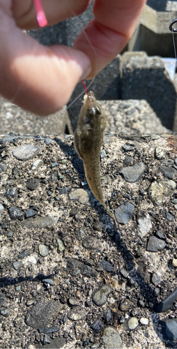 ネズミゴチの釣果