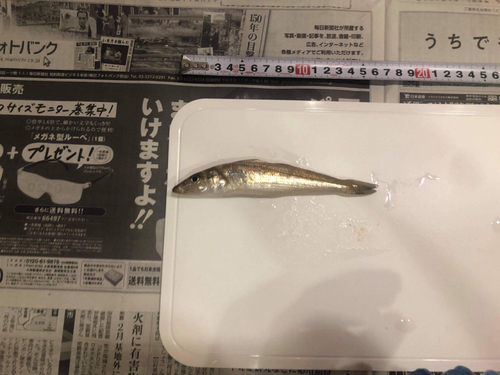 キスの釣果