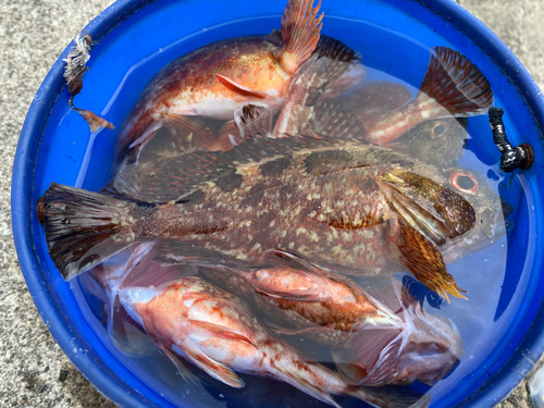 カサゴの釣果