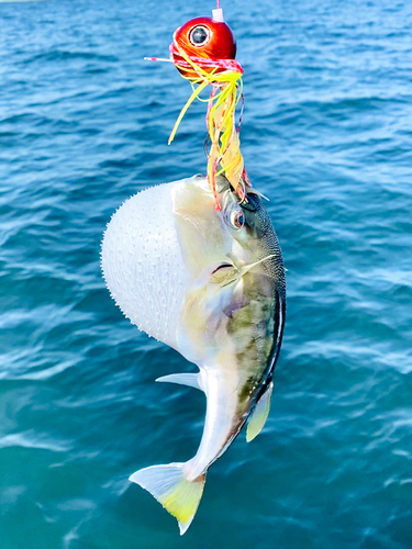 シロサバフグの釣果