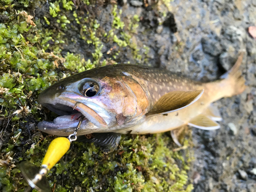 イワナの釣果