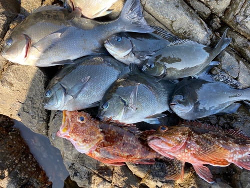 ブダイの釣果