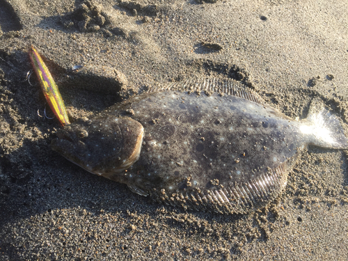 ヒラメの釣果