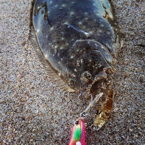 ソゲの釣果