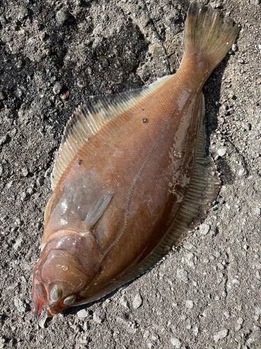 カレイの釣果