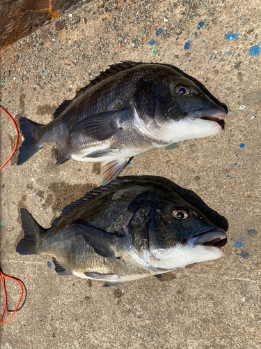 チヌの釣果