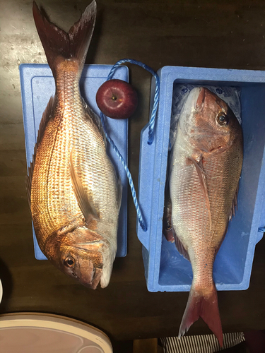 マダイの釣果