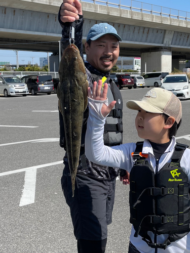 マゴチの釣果