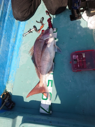 マダイの釣果