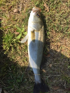 フッコ（マルスズキ）の釣果