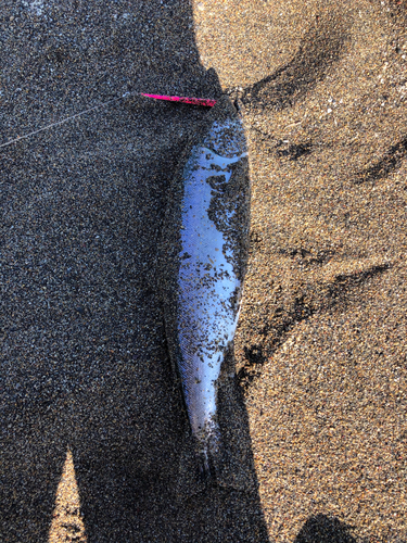 サクラマスの釣果