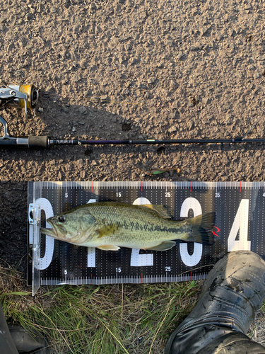 ブラックバスの釣果