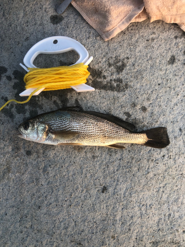 イシモチの釣果