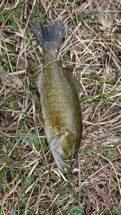 スモールマウスバスの釣果