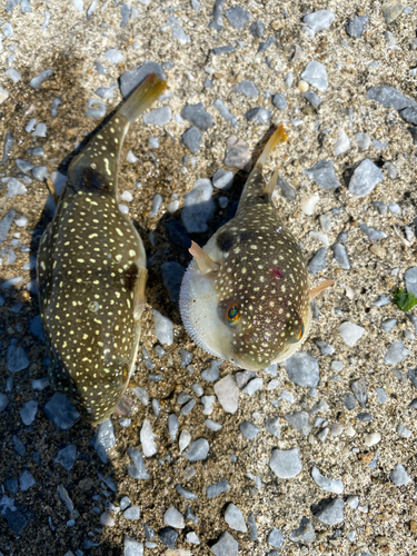 クサフグの釣果