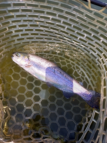 ニジマスの釣果