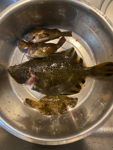 カワガレイの釣果