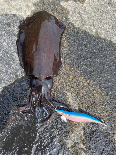 アオリイカの釣果