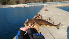 カジカの釣果