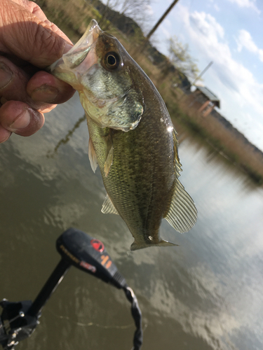 ラージマウスバスの釣果