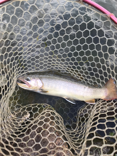 イワナの釣果