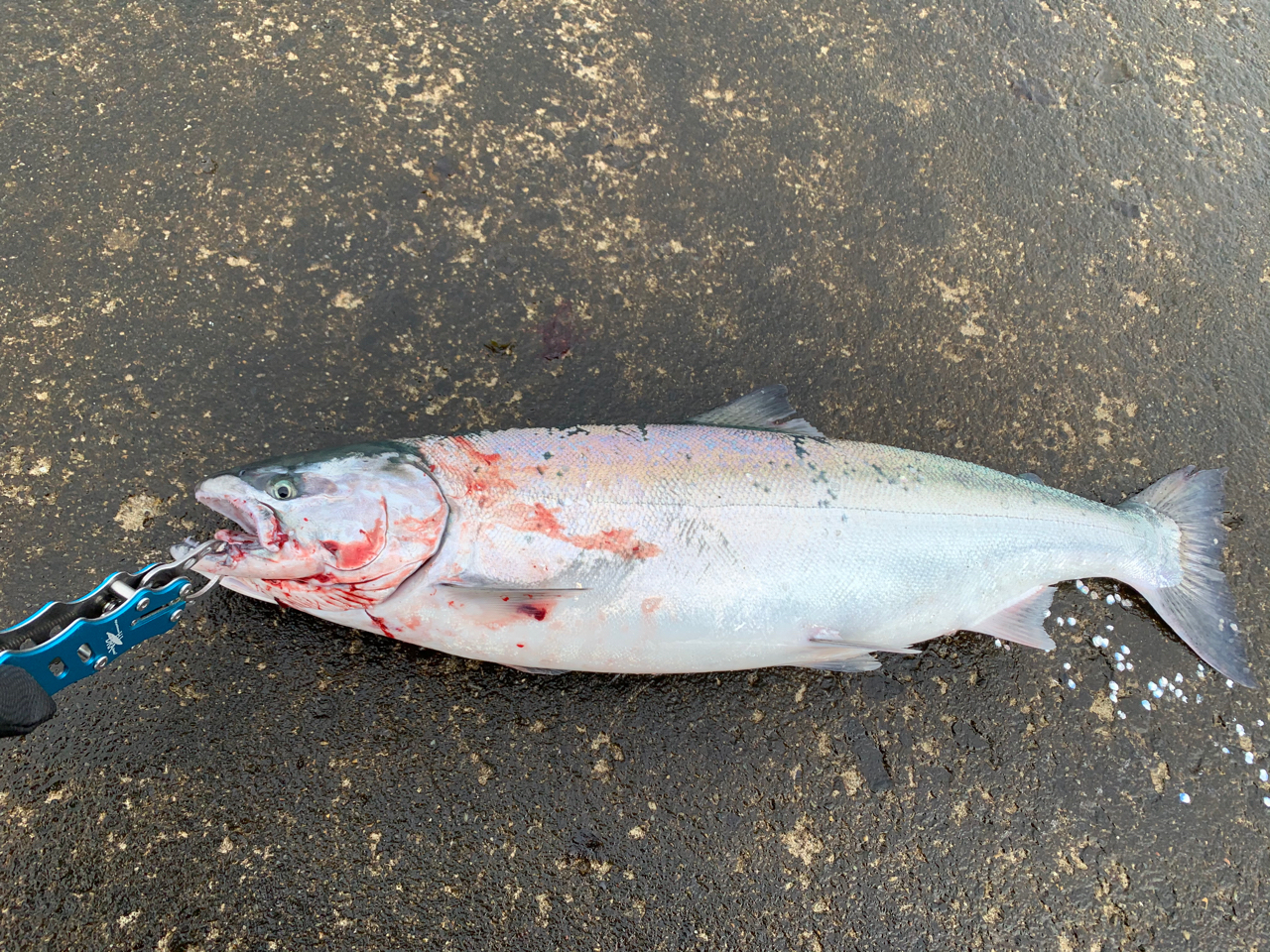 いっちゅ さんの 2021年04月10日のサクラマスの釣り・釣果情報(新潟県