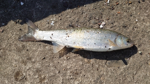 ウグイの釣果