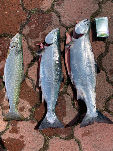 サクラマスの釣果