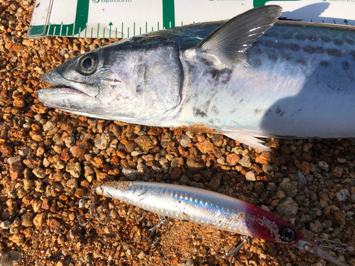 サゴシの釣果