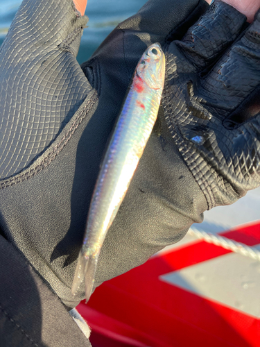 ウルメイワシの釣果