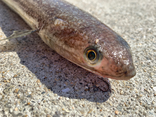 エソの釣果